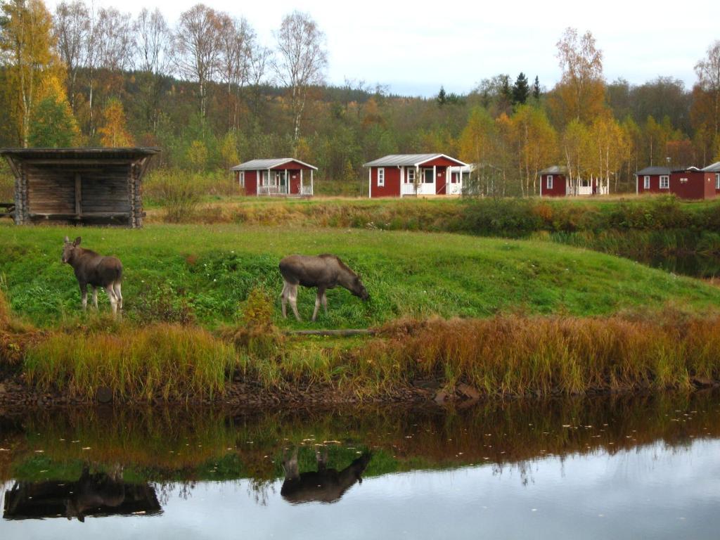 Klaralvens Camping Hotel Stollet Exterior photo